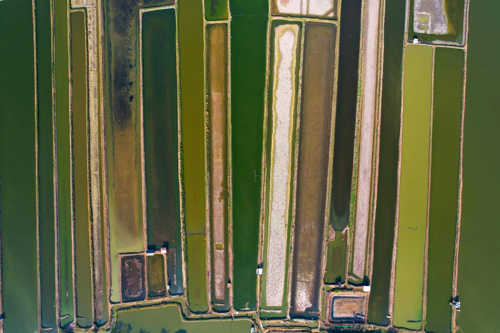 Vista aérea de campos de cultivo: geometría del territorio agrícola, agua y tierra alternando en franjas verdes y ocres.